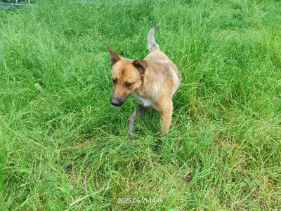 Lucky – ein freundliches Hundeseelchen sucht sein Zuhause, Mischling - Rüde