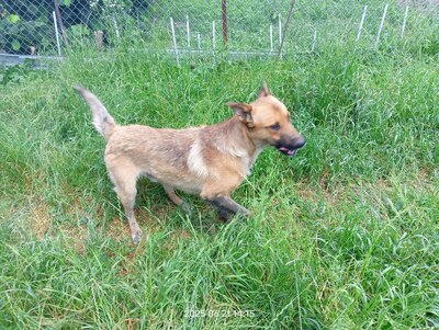 Lucky – ein freundliches Hundeseelchen sucht sein Zuhause, Mischling - Rüde