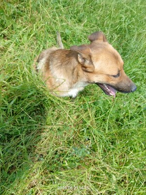 Lucky – ein freundliches Hundeseelchen sucht sein Zuhause, Mischling - Rüde