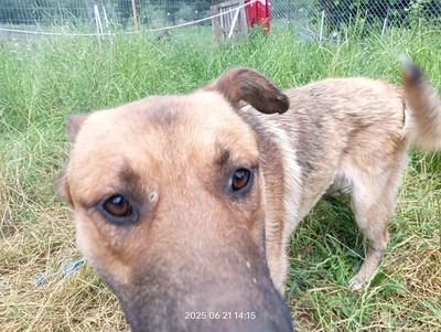 Lucky – ein freundliches Hundeseelchen sucht sein Zuhause, Mischling - Rüde