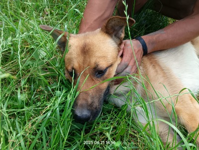 Lucky – ein freundliches Hundeseelchen sucht sein Zuhause, Mischling - Rüde