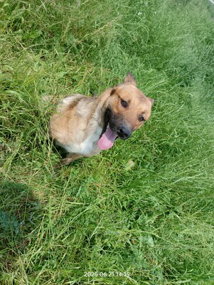 Lucky – ein freundliches Hundeseelchen sucht sein Zuhause, Mischling - Rüde