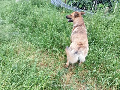 Lucky – ein freundliches Hundeseelchen sucht sein Zuhause, Mischling - Rüde