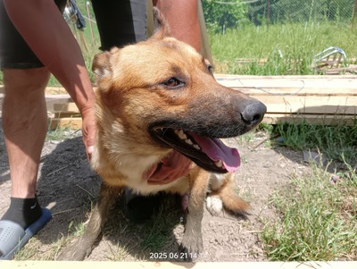 Lucky – ein freundliches Hundeseelchen sucht sein Zuhause, Mischling - Rüde