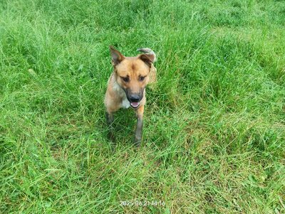Lucky – ein freundliches Hundeseelchen sucht sein Zuhause, Mischling - Rüde