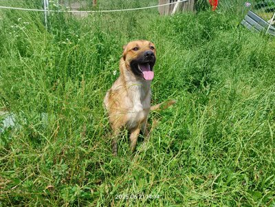 Lucky – ein freundliches Hundeseelchen sucht sein Zuhause, Mischling - Rüde