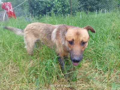 Lucky – ein freundliches Hundeseelchen sucht sein Zuhause, Mischling - Rüde