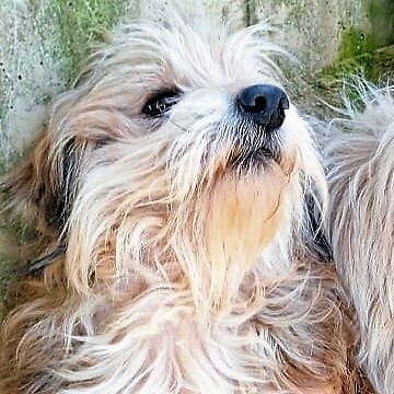 Lucky - ein ruhiger und freundlicher kleiner Kerl / Reserviert, Terrier Mix - Rüde
