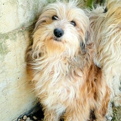 Lucky - ein ruhiger und freundlicher kleiner Kerl / Reserviert, Terrier Mix - Rüde