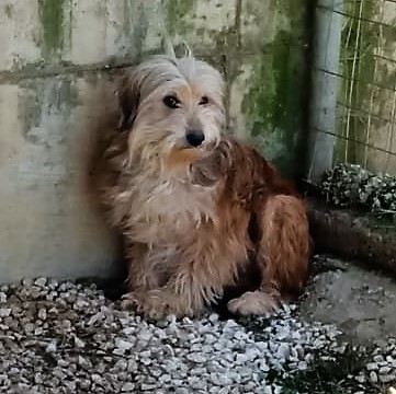 Lucky - ein ruhiger und freundlicher kleiner Kerl / Reserviert, Terrier Mix - Rüde