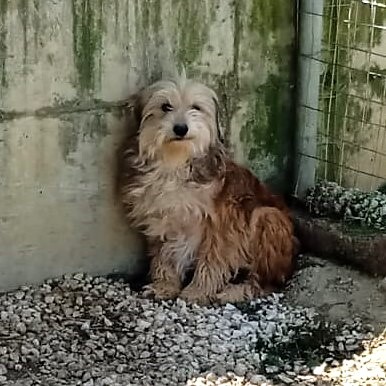Lucky - ein ruhiger und freundlicher kleiner Kerl / Reserviert, Terrier Mix - Rüde