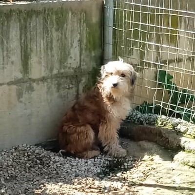 Lucky - ein ruhiger und freundlicher kleiner Kerl / Reserviert, Terrier Mix - Rüde