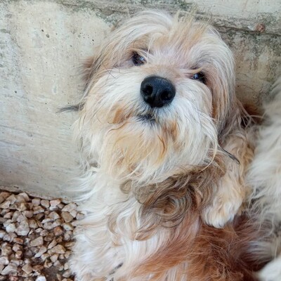 Lucky - ein ruhiger und freundlicher kleiner Kerl / Reserviert, Terrier Mix - Rüde