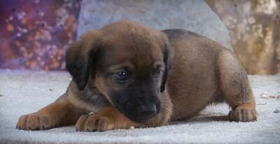 Lucky - freundlicher Hundebub