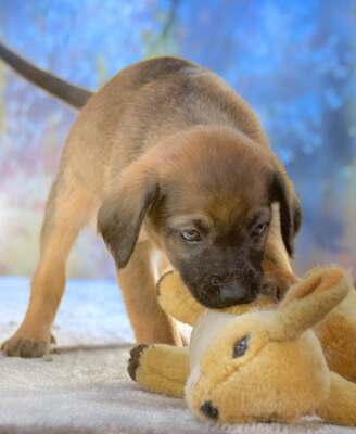 Lucky - freundlicher Hundebub, Mischling Welpen - Rüde