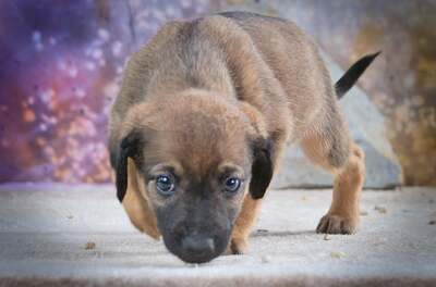 Lucky - freundlicher Hundebub, Mischling Welpen - Rüde