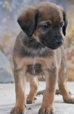 Lucky - freundlicher Hundebub, Mischling Welpen - Rüde