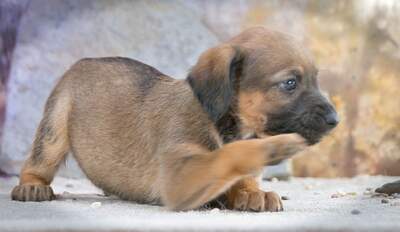 Lucky - freundlicher Hundebub, Mischling Welpen - Rüde