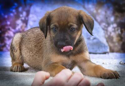Lucky - freundlicher Hundebub, Mischling Welpen - Rüde