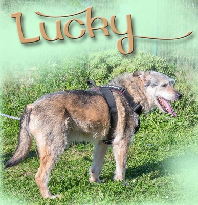 Lucky – mit Handicap, Mischling - Rüde