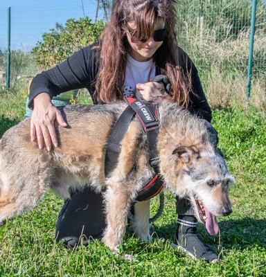 Lucky – mit Handicap, Mischling - Rüde