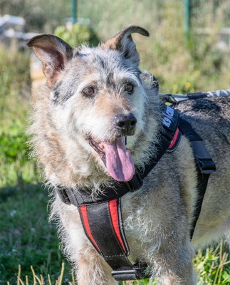 Lucky – mit Handicap, Mischling - Rüde