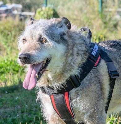 Lucky – mit Handicap, Mischling - Rüde