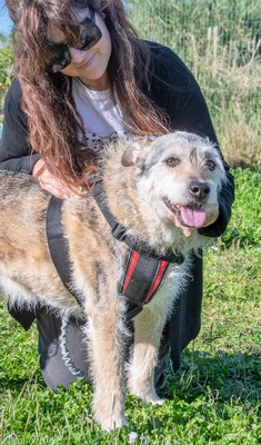 Lucky – mit Handicap, Mischling - Rüde