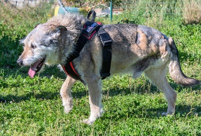 Lucky – mit Handicap, Mischling - Rüde