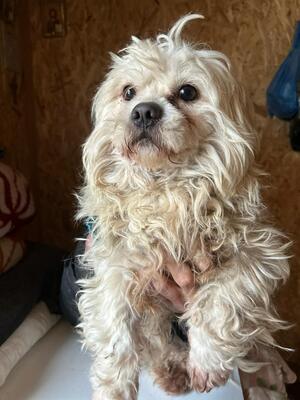 Lucky und sein Traum von Geborgenheit, Mischling - Rüde