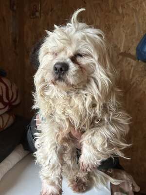 Lucky und sein Traum von Geborgenheit, Mischling - Rüde