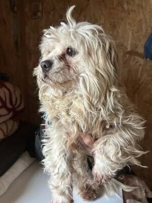 Lucky und sein Traum von Geborgenheit, Mischling - Rüde