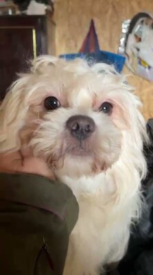 Lucky und sein Traum von Geborgenheit, Mischling - Rüde