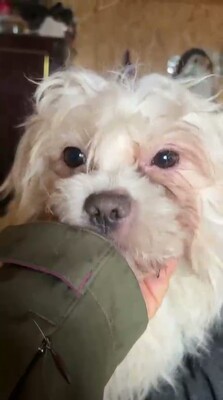 Lucky und sein Traum von Geborgenheit, Mischling - Rüde