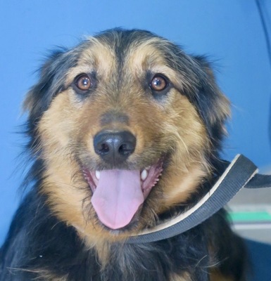 Lucrecia, Mix - Hündin