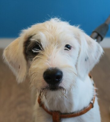 Lucrecia, Terrier Mix - Hündin