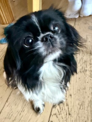 Lucy, Chiwawa Welpen - Hündin