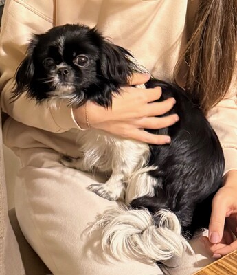 Lucy, Chiwawa Welpen - Hündin