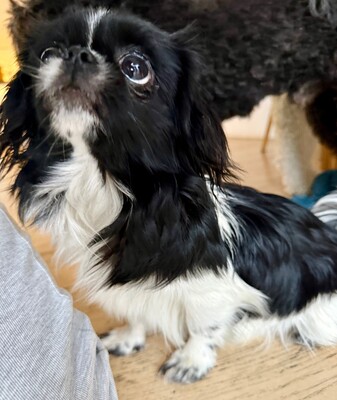 Lucy, Chiwawa Welpen - Hündin