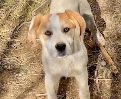 Lucy - Hübsches Welpenmädchen, ca. 3 Monate, Mischling Welpen - Hündin