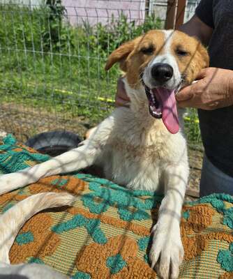 Lucy, Mix - Hündin