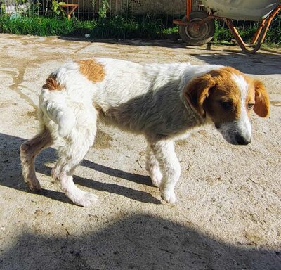 Lucy, Mix Welpen - Hündin