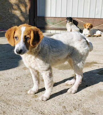 Lucy, Mix Welpen - Hündin