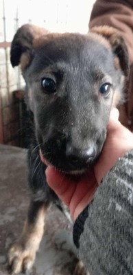 Lucy ist eine kleine Zaubermaus