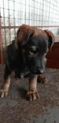 Lucy ist eine kleine Zaubermaus, Mischling Welpen - Hündin