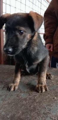 Lucy ist eine kleine Zaubermaus, Mischling Welpen - Hündin