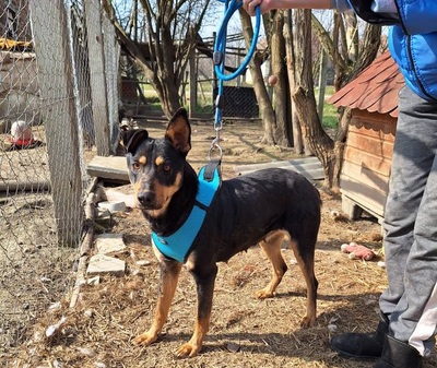 Lucy sucht ein Zuhause, unbekannt - Hündin