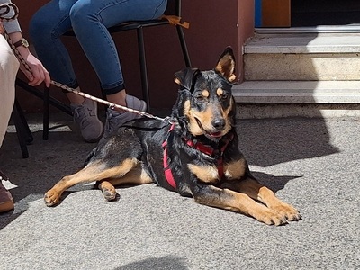 Lucy sucht ein Zuhause, unbekannt - Hündin