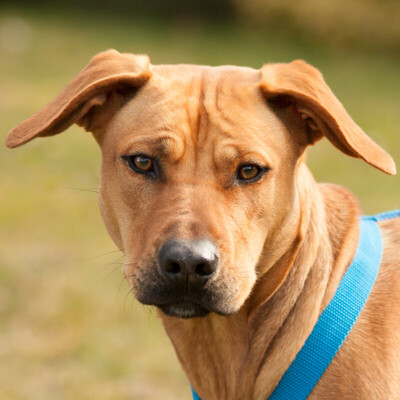 Ludi, Rhodesian-Ridgeback-Mix - Hündin