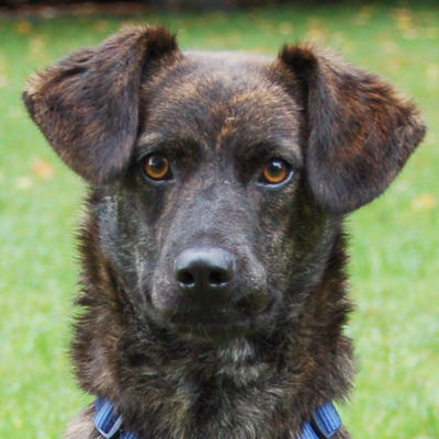 Ludmilla, Mischling - Hündin